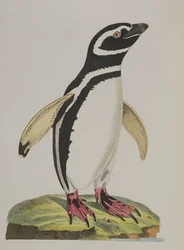 Illustration eines Pinguins aus 